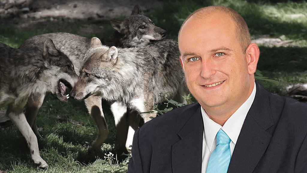 Echtes, bundesweites Wolfsmanagement dringend benötigt